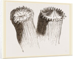 Animal cf Cladocora cespitosa by Anonymous