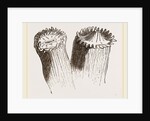 Animal cf Cladocora cespitosa by Anonymous