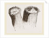 Animal cf Cladocora cespitosa by Anonymous