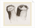 Animal cf Cladocora cespitosa by Anonymous