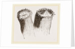 Animal cf Cladocora cespitosa by Anonymous