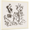 Dentipora virginea by Anonymous