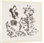 Dentipora virginea by Anonymous