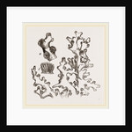 Dentipora virginea by Anonymous