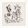 Dentipora virginea by Anonymous