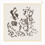 Dentipora virginea by Anonymous