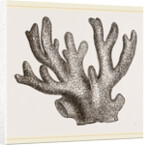 Palmipora alcicornis by Anonymous