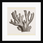 Palmipora alcicornis by Anonymous