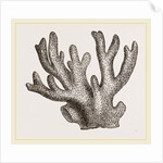 Palmipora alcicornis by Anonymous