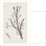 Campanutaria volubilis by Anonymous