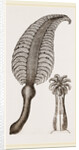 Pennatula grisea by Anonymous