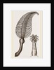 Pennatula grisea by Anonymous