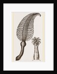 Pennatula grisea by Anonymous