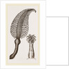 Pennatula grisea by Anonymous