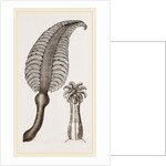 Pennatula grisea by Anonymous