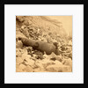View of Fort Sumpte, showing a mingled mass of debris, shot, shell & bursted gun by Anonymous