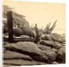 Sea face of Fort Sumpte, shewing (i.e. showing) broken guns &c by Anonymous