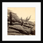 Sea face of Fort Sumpte, shewing (i.e. showing) broken guns &c by Anonymous