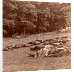 Union (i.e. Confederate) dead at Gettysburg, USA by Anonymous
