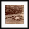 Union (i.e. Confederate) dead at Gettysburg, USA by Anonymous
