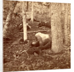 The slaughter pen at Gettysburg, USA by Anonymous