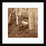 The slaughter pen at Gettysburg, USA by Anonymous