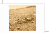 The horrors of war, USA by Anonymous