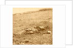The horrors of war, USA by Anonymous