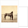 General Grant & his war horse, USA by Anonymous