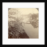 Cherry-blossoms along the moat surrounding the Imperial Palace Park, Tokyo, Japan by Anonymous