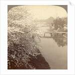 Cherry-blossoms along the moat surrounding the Imperial Palace Park, Tokyo, Japan by Anonymous