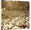 The surging throng listening to address of President Roosevelt on River Commons, Wilkes-Barre, Pa., Aug. 10, 1905., USA by Anonymous