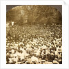The surging throng listening to address of President Roosevelt on River Commons, Wilkes-Barre, Pa., Aug. 10, 1905., USA by Anonymous