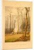 Spring--Burning fallen trees in a girdled clearing--Western scene by G. Harvey