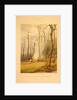 Spring--Burning fallen trees in a girdled clearing--Western scene by G. Harvey