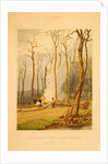 Spring--Burning fallen trees in a girdled clearing--Western scene by G. Harvey