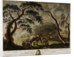 The flax out of the bog when it has lain a sufficient time to separate the rind by Anonymous