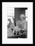 Mt. Holyoke, Massachusetts - Paper. American Writing Paper Co. Rag sorting (Irish), 1936 by Lewis Hine