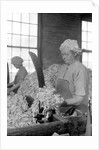 Mt. Holyoke, Massachusetts - Paper. American Writing Paper Co. Rag sorting (Irish), 1936 by Lewis Hine