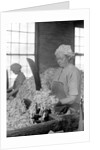 Mt. Holyoke, Massachusetts - Paper. American Writing Paper Co. Rag sorting (Irish), 1936 by Lewis Hine
