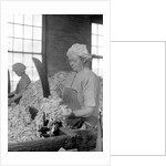 Mt. Holyoke, Massachusetts - Paper. American Writing Paper Co. Rag sorting (Irish), 1936 by Lewis Hine