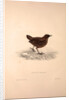 Cinclus Pallasii, Brown Dipper by Elizabeth Gould and John Gould