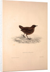 Cinclus Pallasii, Brown Dipper by Elizabeth Gould and John Gould
