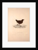 Cinclus Pallasii, Brown Dipper by Elizabeth Gould and John Gould