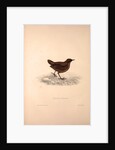 Cinclus Pallasii, Brown Dipper by Elizabeth Gould and John Gould