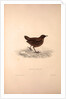 Cinclus Pallasii, Brown Dipper by Elizabeth Gould and John Gould