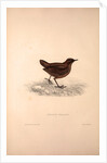 Cinclus Pallasii, Brown Dipper by Elizabeth Gould and John Gould