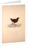 Cinclus Pallasii, Brown Dipper by Elizabeth Gould and John Gould