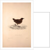 Cinclus Pallasii, Brown Dipper by Elizabeth Gould and John Gould