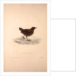 Cinclus Pallasii, Brown Dipper by Elizabeth Gould and John Gould